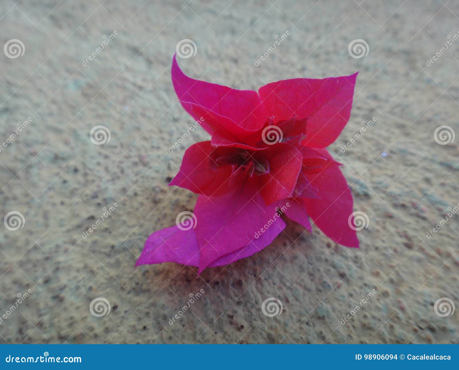 bougainvillea