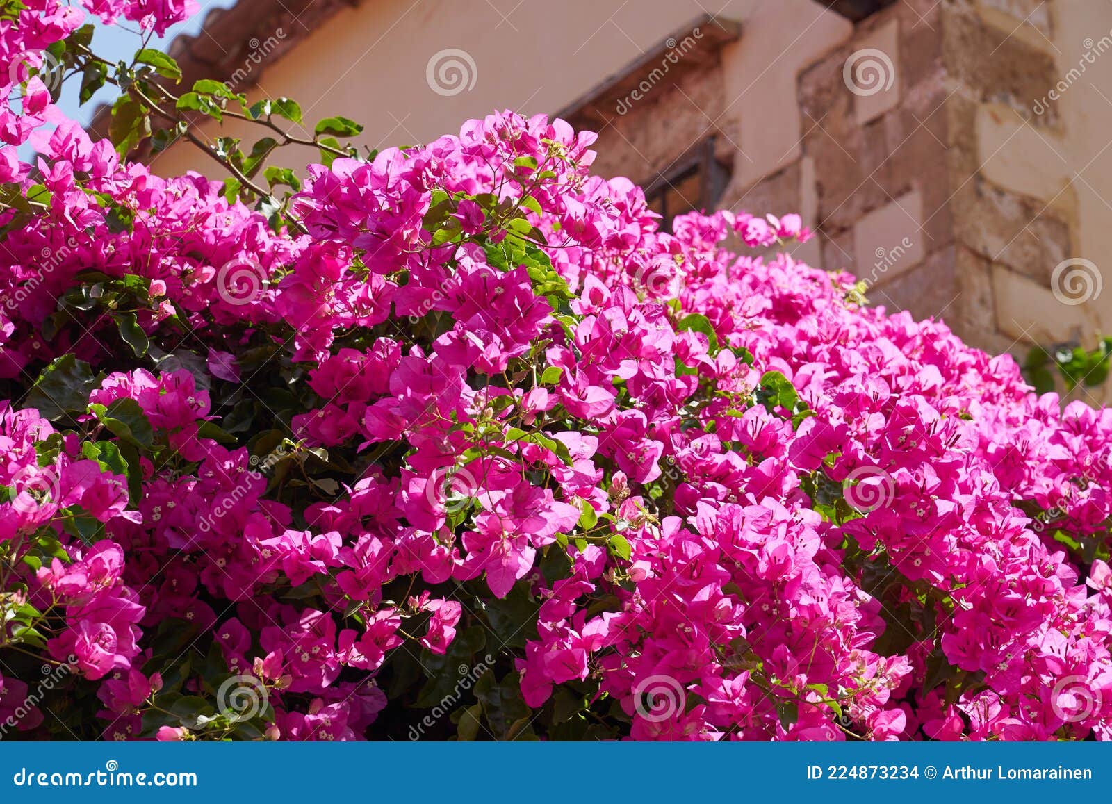 Bougainvillea Or Bougavillia Exotic Flowering Shrub In Vibrant Pink Shade Of Colour In Crete Greece Stock Photo Image Of Purple Backgrounds