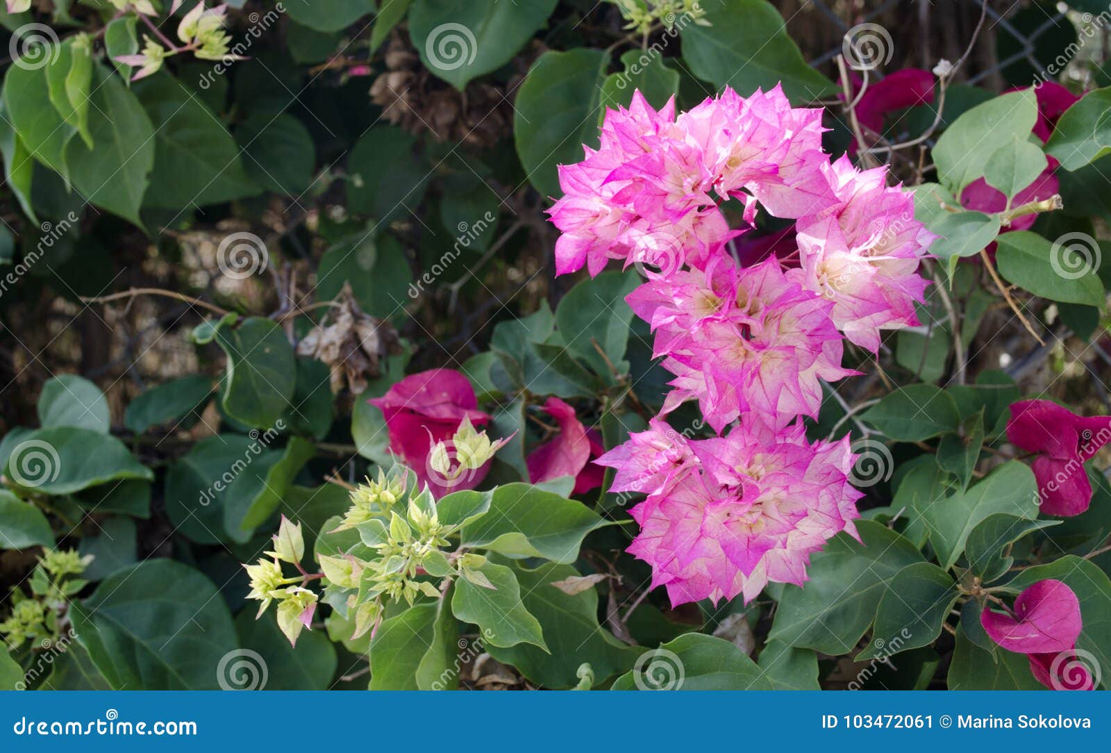 Bougainvillea is a Curly Shrub that is Usually Used To Decorate ...