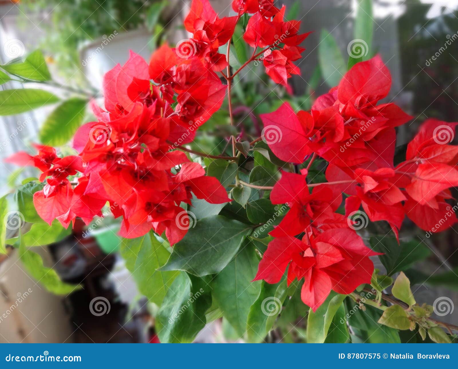 Bougainvillea Floreciente Rojo Doble Del Grado Imagen de archivo - Imagen  de doble, buganvillas: 87807575