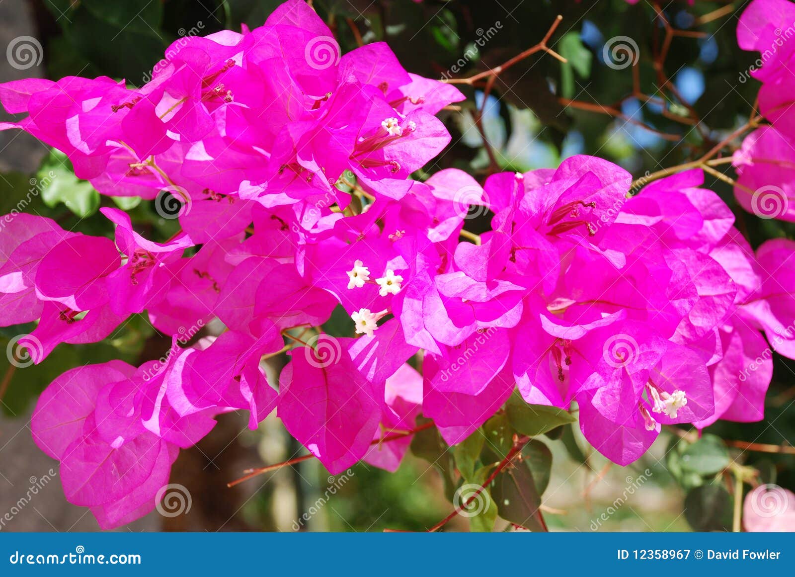 Bougainvillea Flower, Greece Stock Image Image of bougainvillea