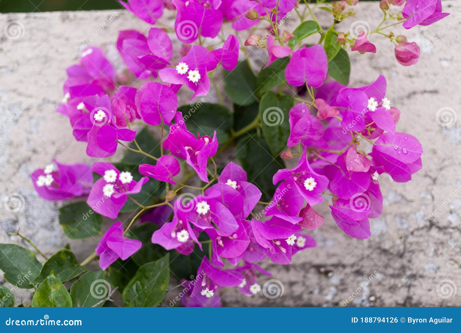 Bougainvillea Flower in Guatemala, Buganvilla. Central America Stock Photo  - Image of close, agricultural: 188794126