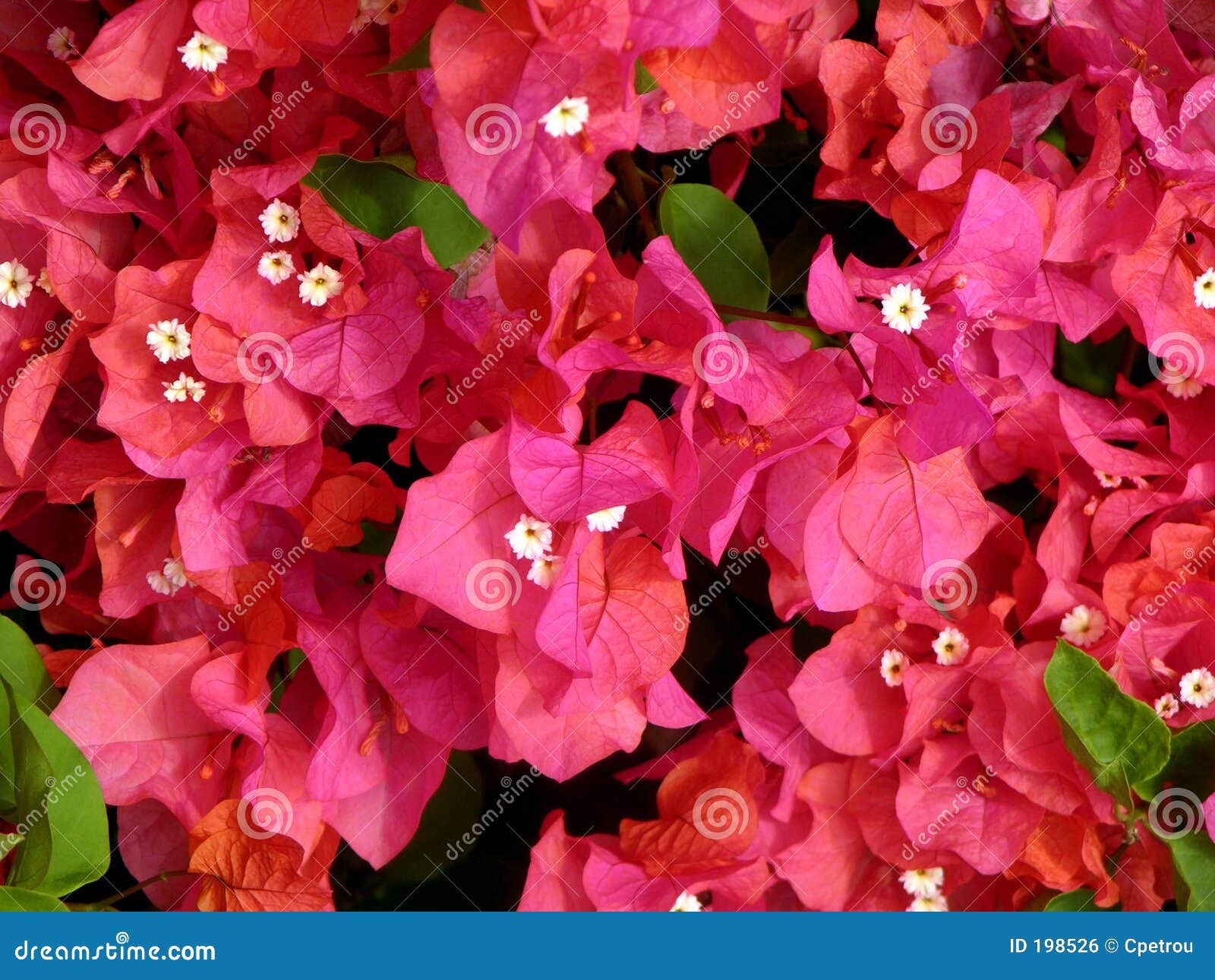 bougainvillea flowers