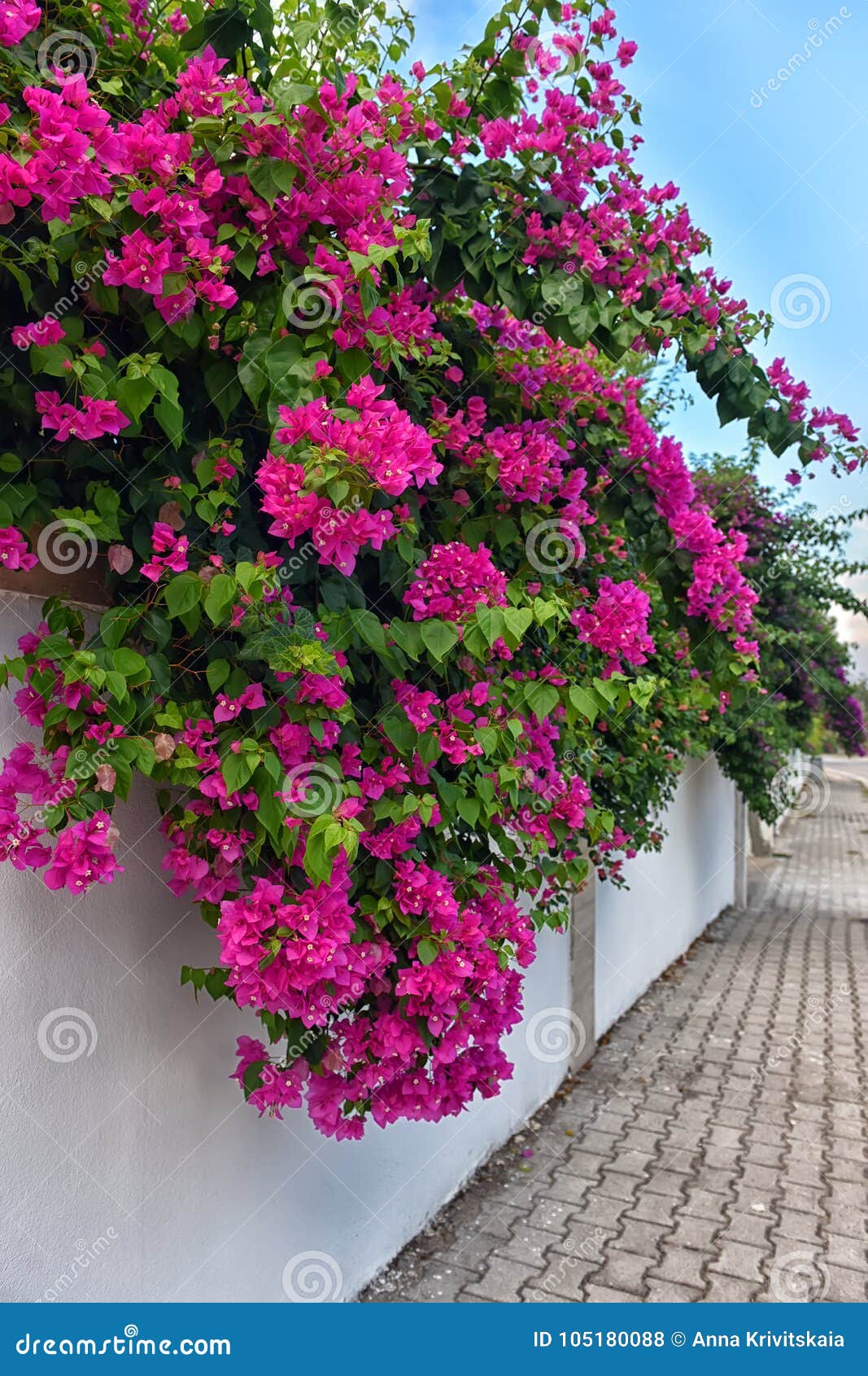 568 Bougainvillea Streets Photos Free Royalty Free Stock Photos From Dreamstime