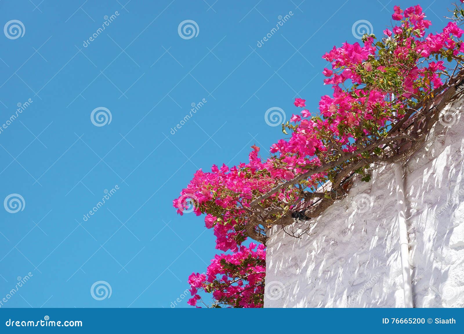 Bougainvillea Flowers on a Blue Sky Background Stock Photo - Image of ...