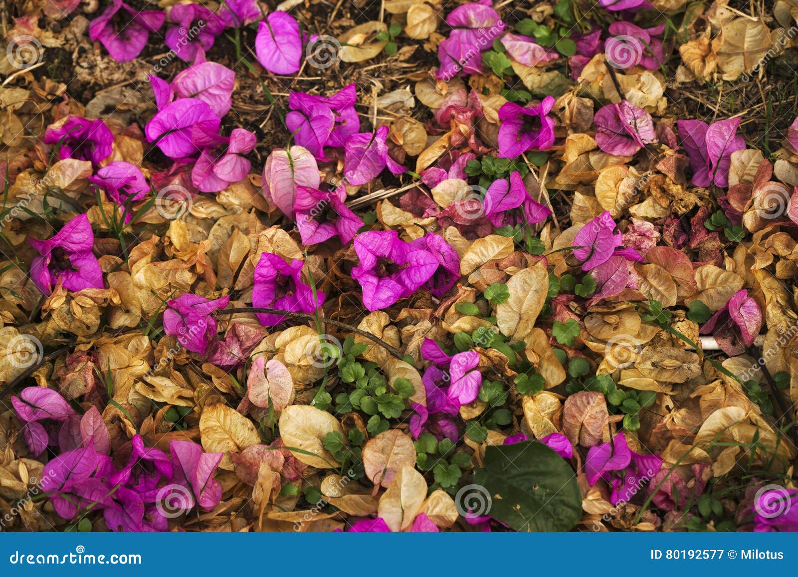 Bougainvillea Flowers with Fall Leaves Stock Image Image of petal