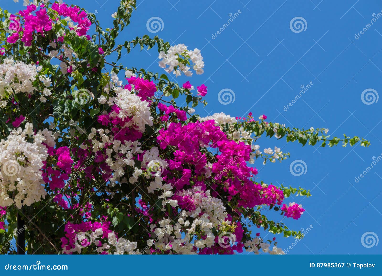 Bougainvillea flowers. stock image. Image of leaves, pink - 87985367