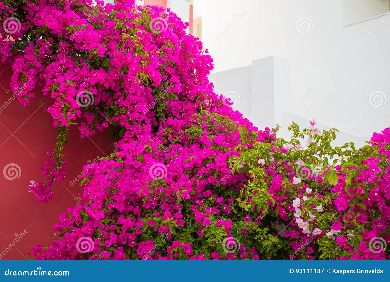 bougainvillea flowers