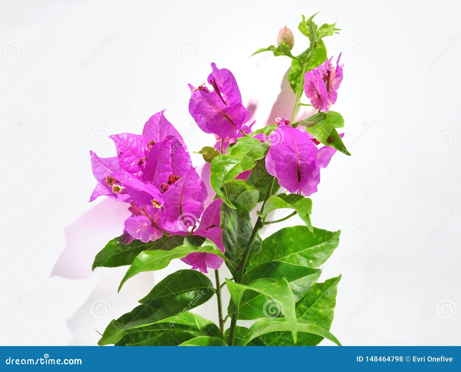 Bougainvillea Flowers Isolated On White Background Stock Photo - Image ...