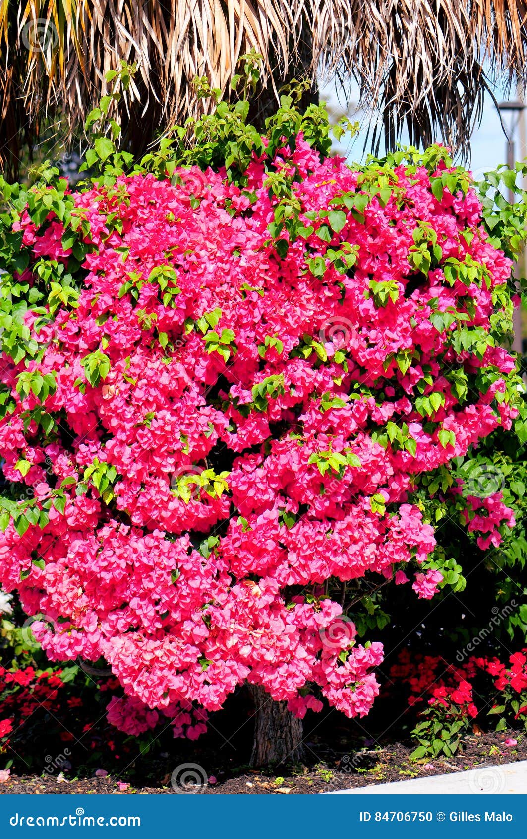 Bougainvillea Flowers Stock Photo Image Of Heat Green 84706750