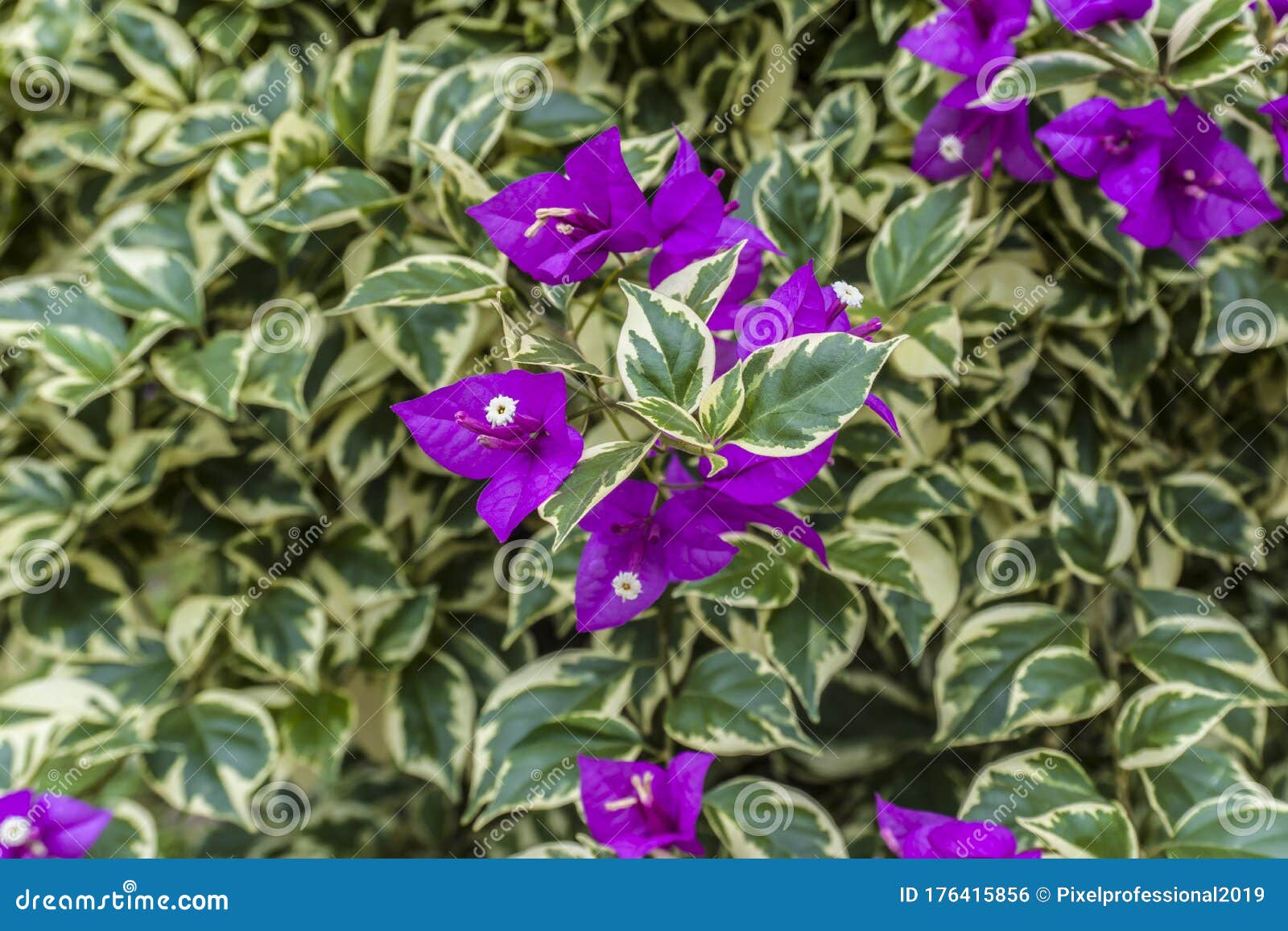 blooming bright purple bougainvillea as background or texture, close up, top angle view