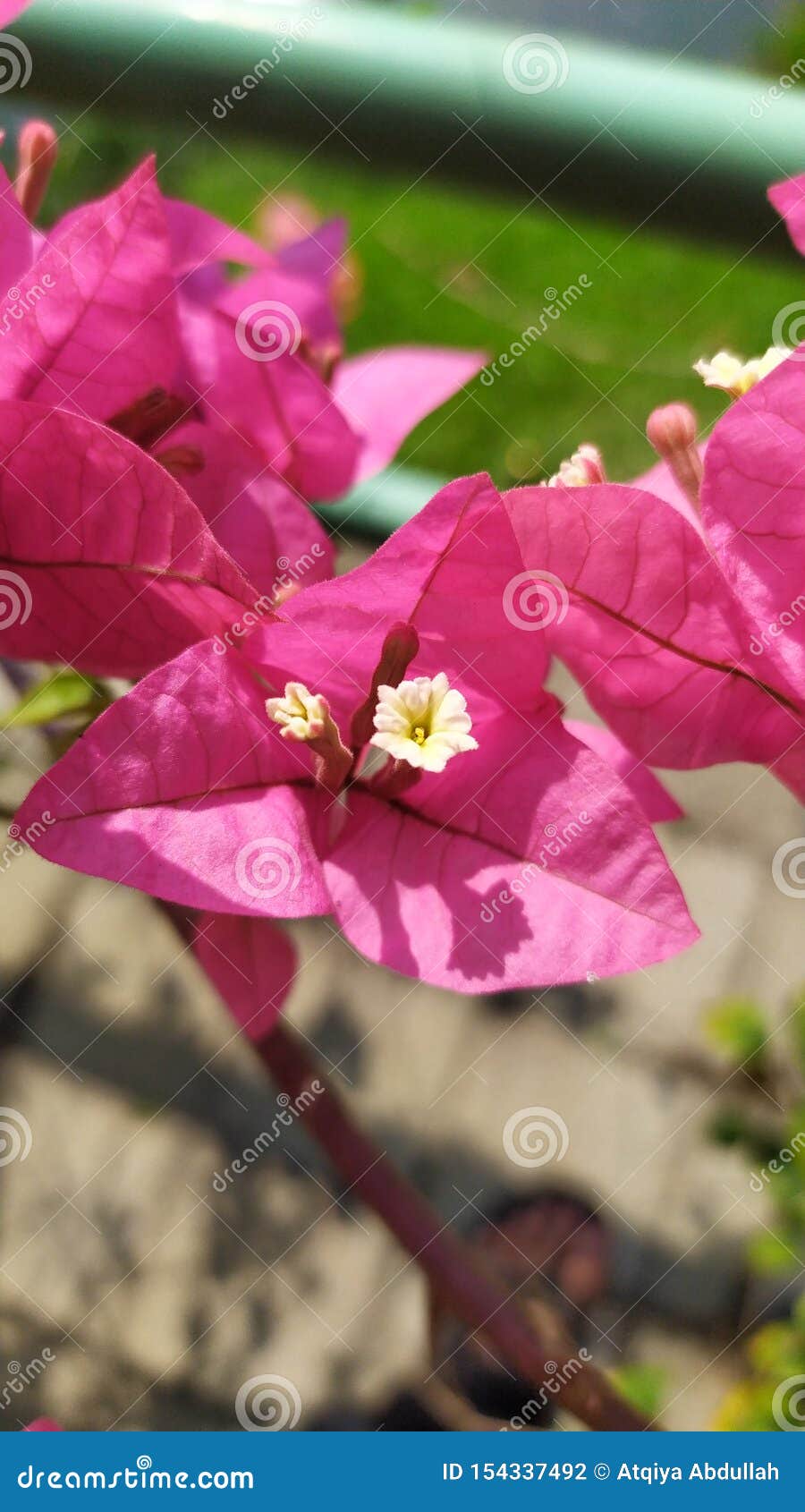 Bougainvillea Glabra Stock Photo Image Of Kertas Flower