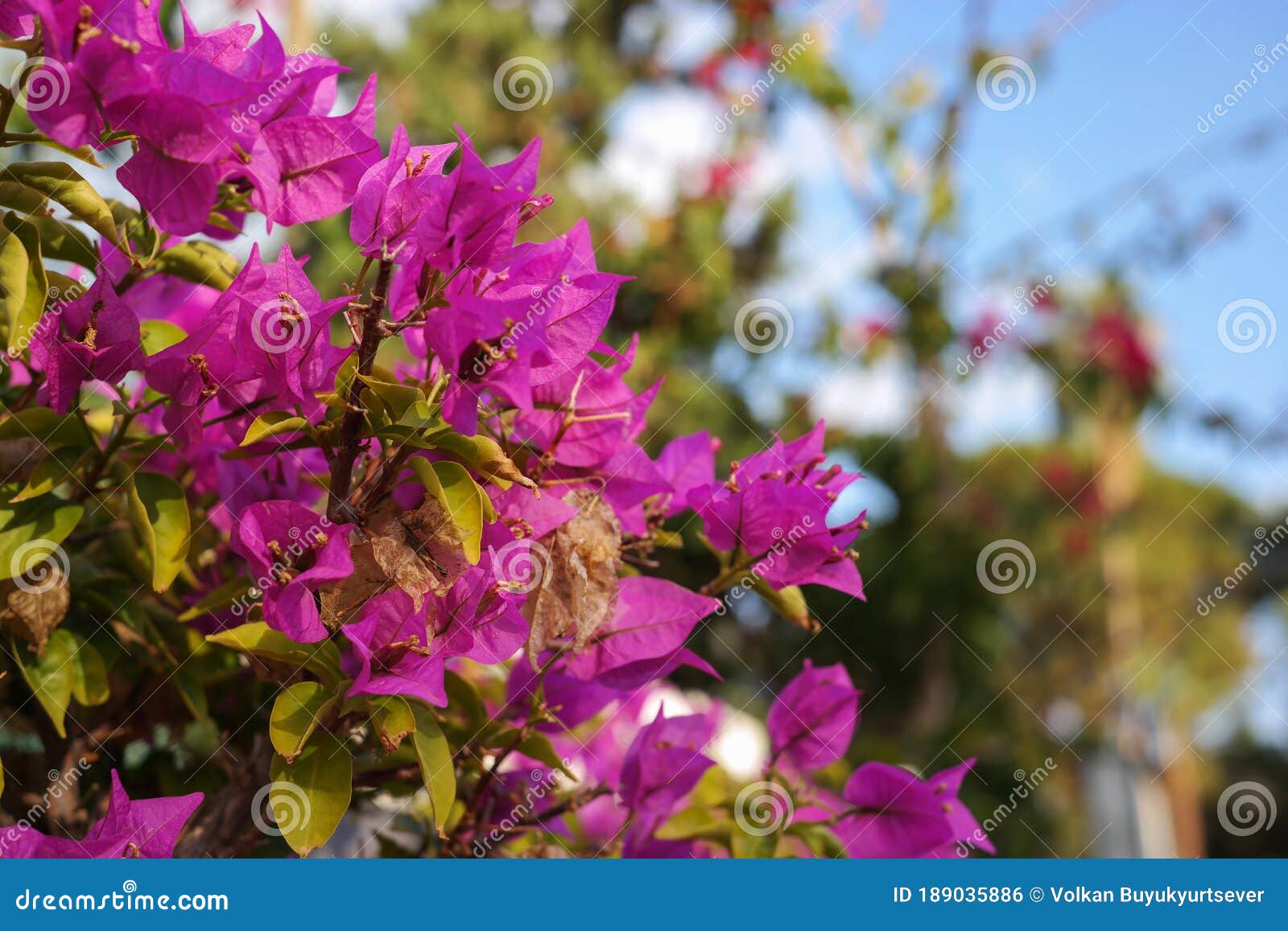 Bougainvillea Glabra Or Paper Flower Or Bunga Kertas Stock Photo ...