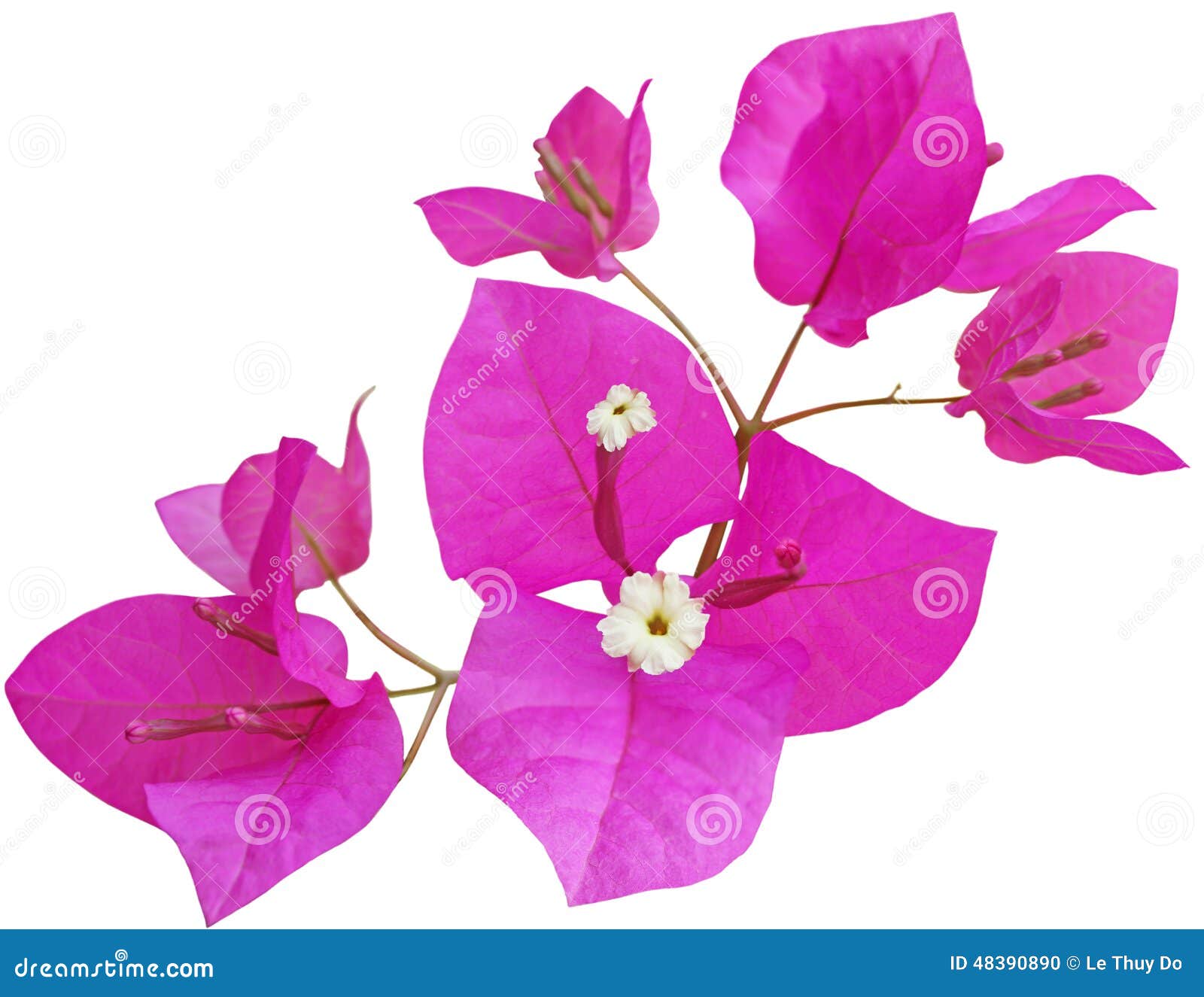 Bougainvillea Glabra Flower Stock Photo - Image: 48390890