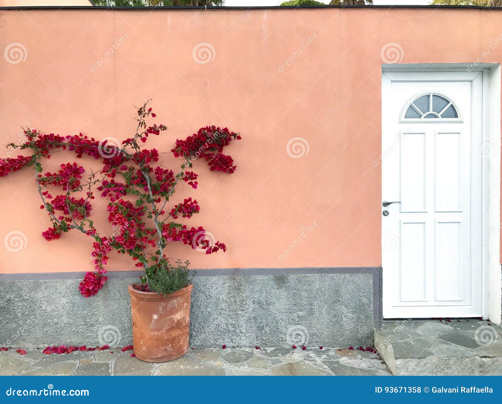 Bougainvillea Grows Near the Exterior Wall of the House Stock Photo - Image  of summer, ornamental: 93671358
