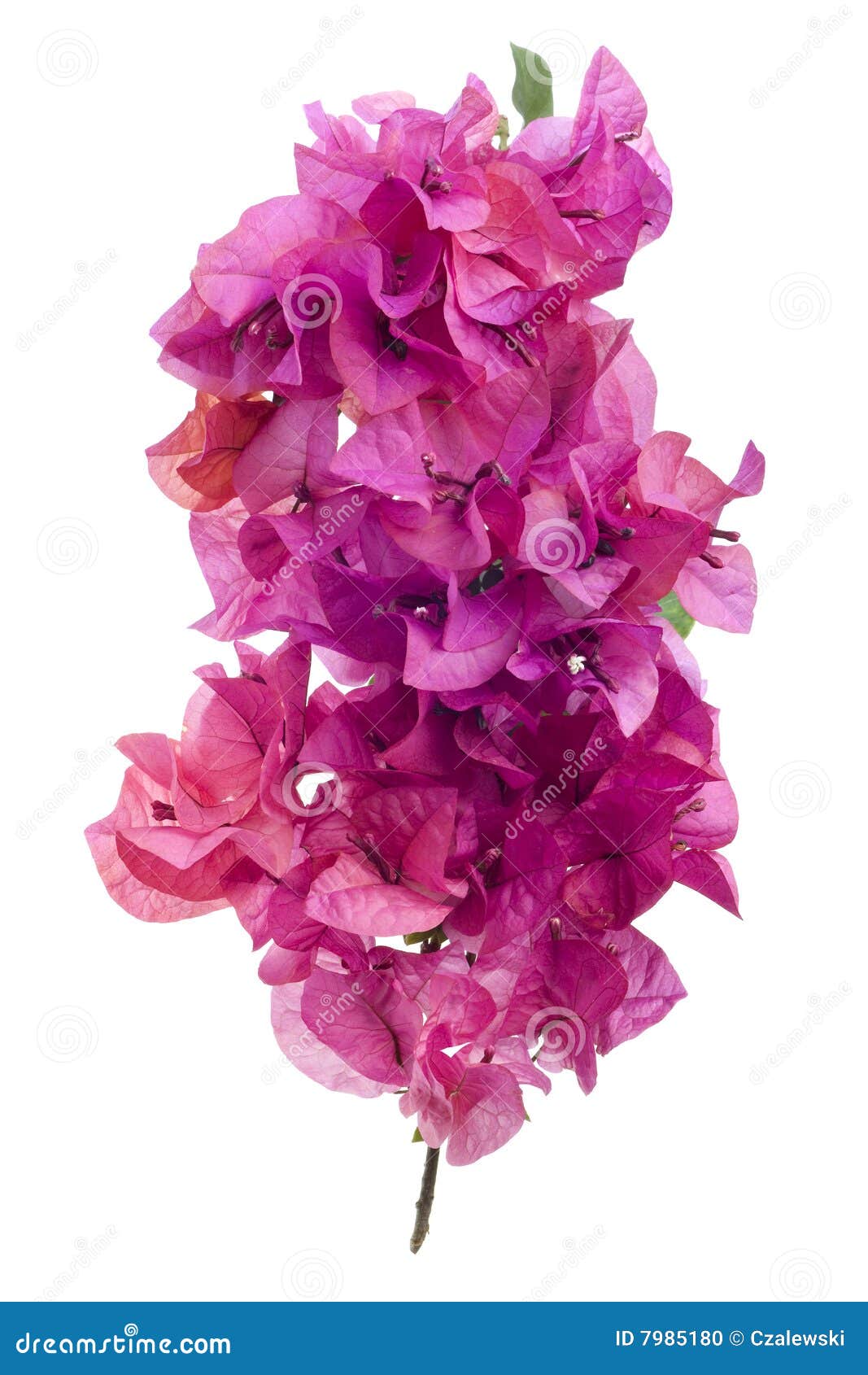 bougainvillea with pink blossoms  on white