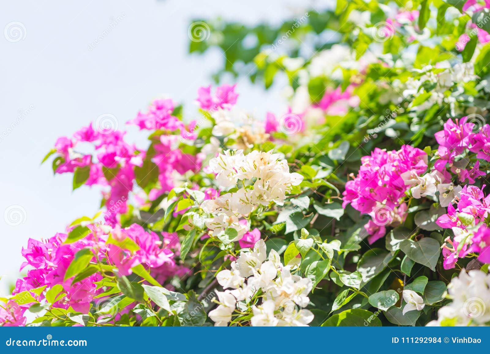 Bougainvillea Pink and White Flower. Blossoming Bougainvillea Stock ...