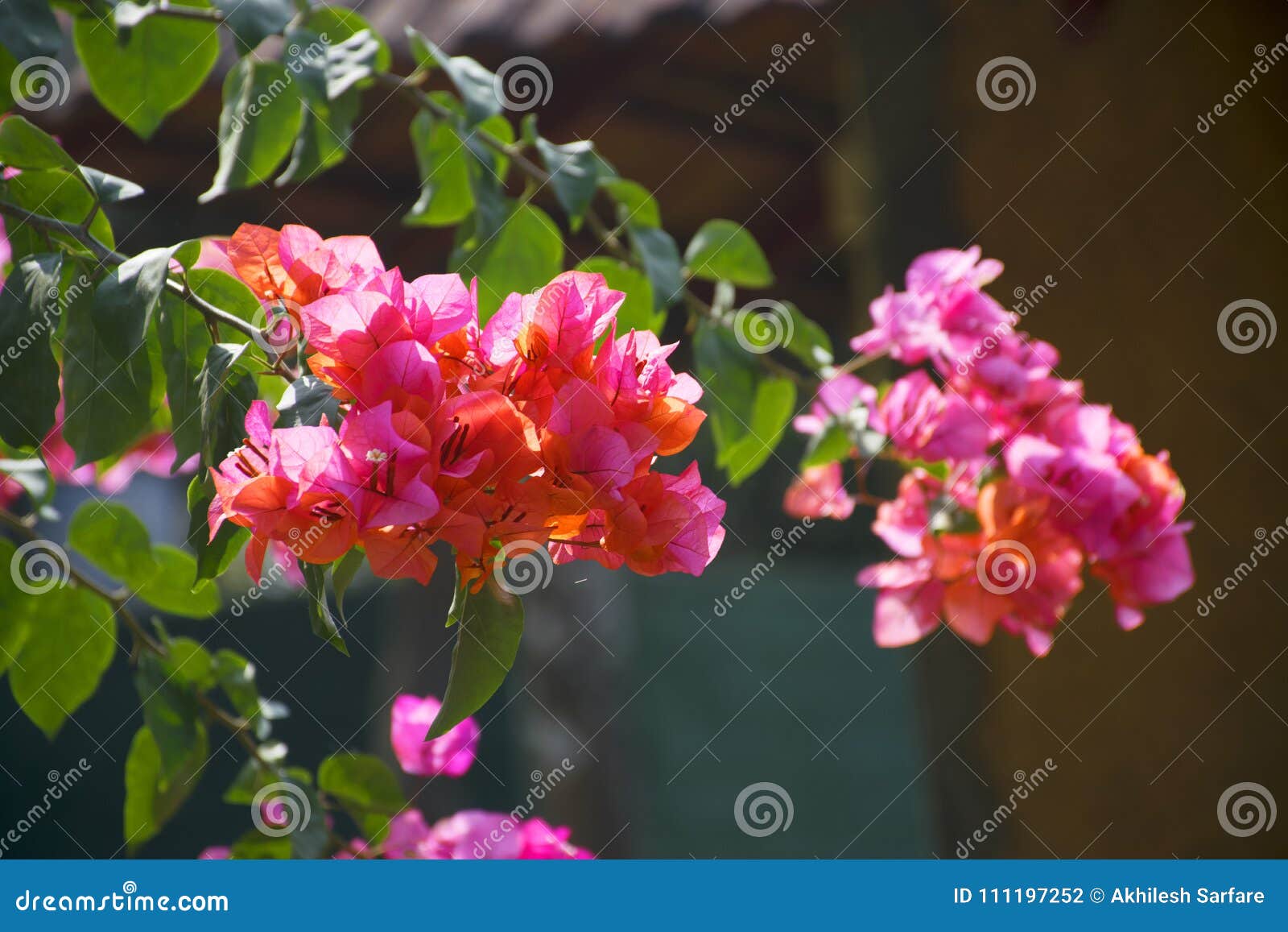 Bougainvillea Tree in Back-yard at Madikeri Stock Photo - Image of ...