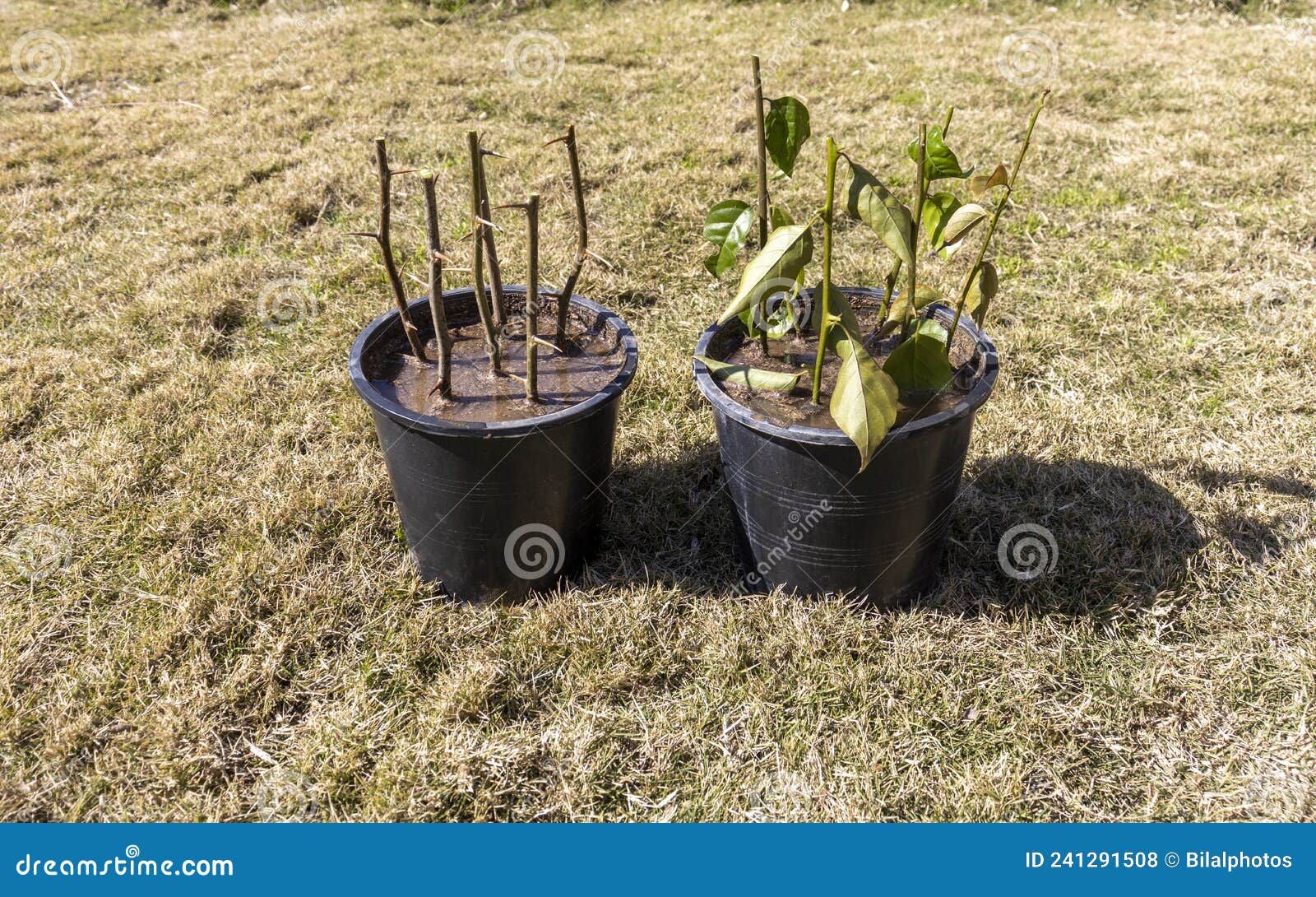 273 Bougainvillea Pots Photos Free Royalty Free Stock Photos From Dreamstime