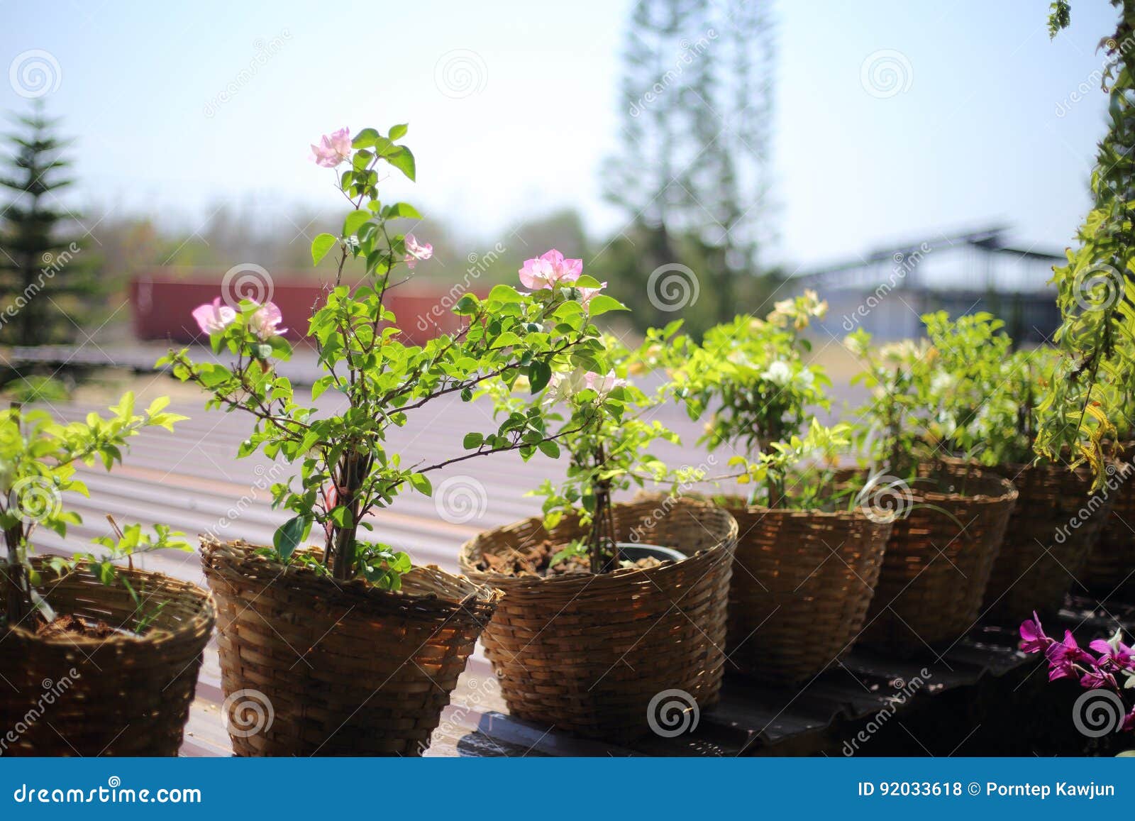 273 Bougainvillea Pots Photos Free Royalty Free Stock Photos From Dreamstime