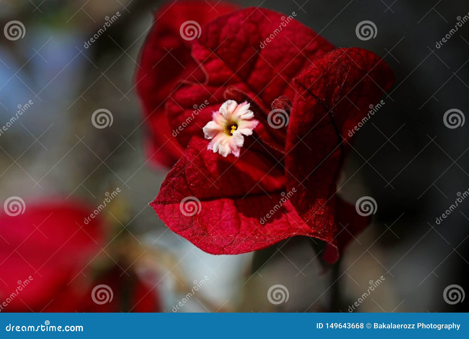 bougainvillea red flower macro background wallpaper high quality prints 50,6 megapixels products