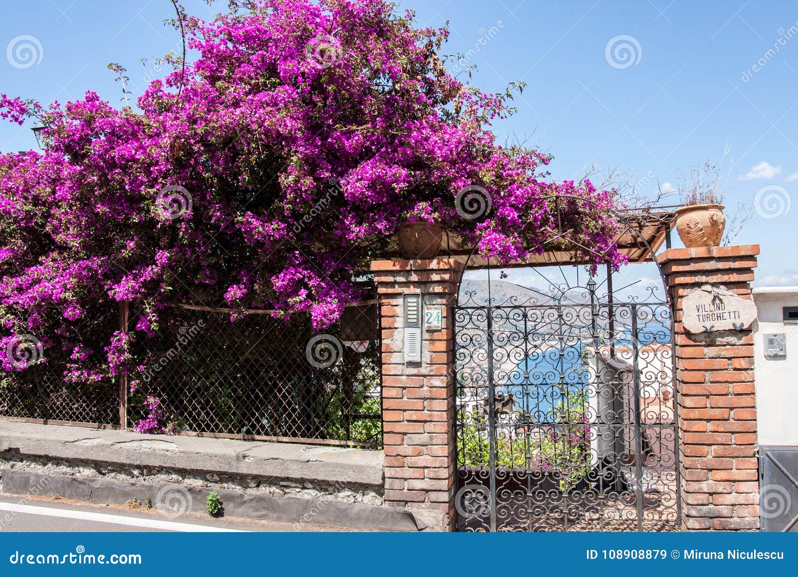 Bougainvillea Spectabilis On A Stone Wall Editorial Stock Image Image