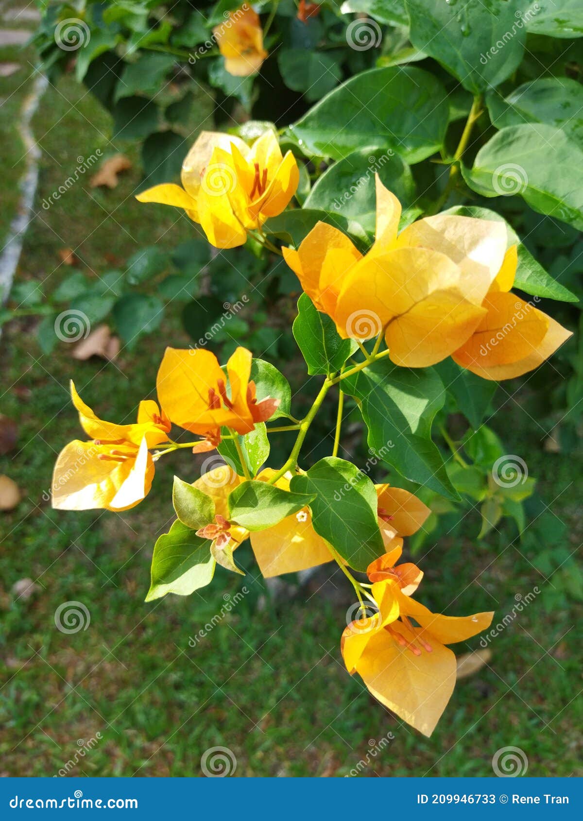 Bougainvillea Spectabilis Yellow Stock Image - Image of leaf, plant ...