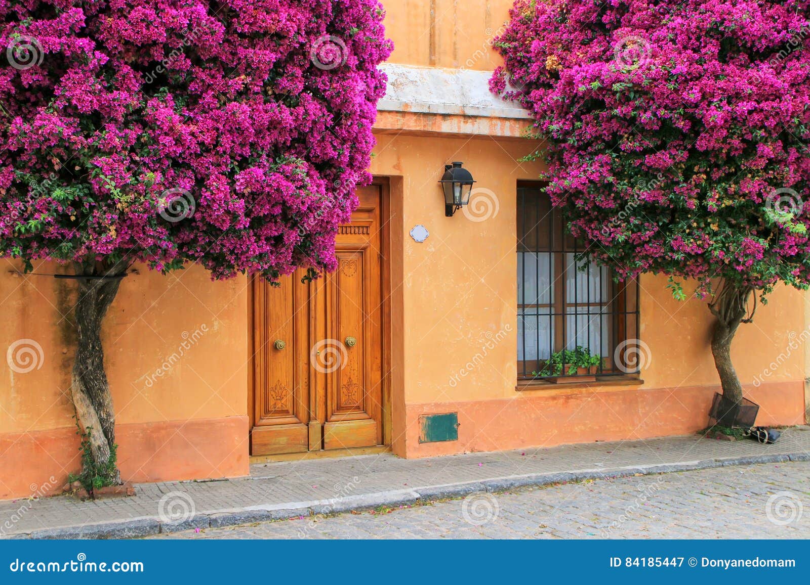 Bougainvillea Trees Growing by the House in Historic Quarter of Stock ...