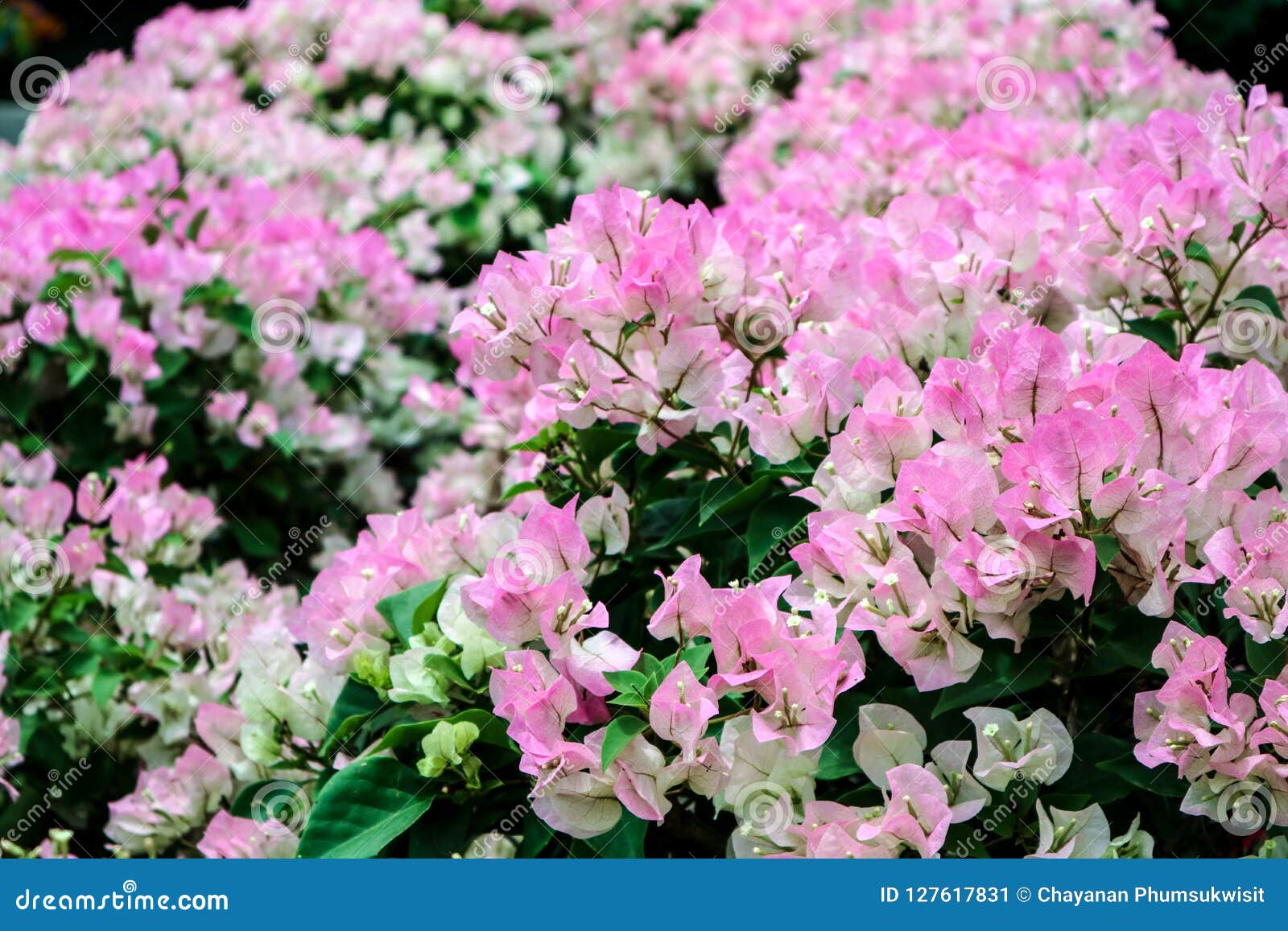 Bougainvillea White Pink Two Tone Color Flower Blooming Stock Image - Image  of bloom, floral: 127617831
