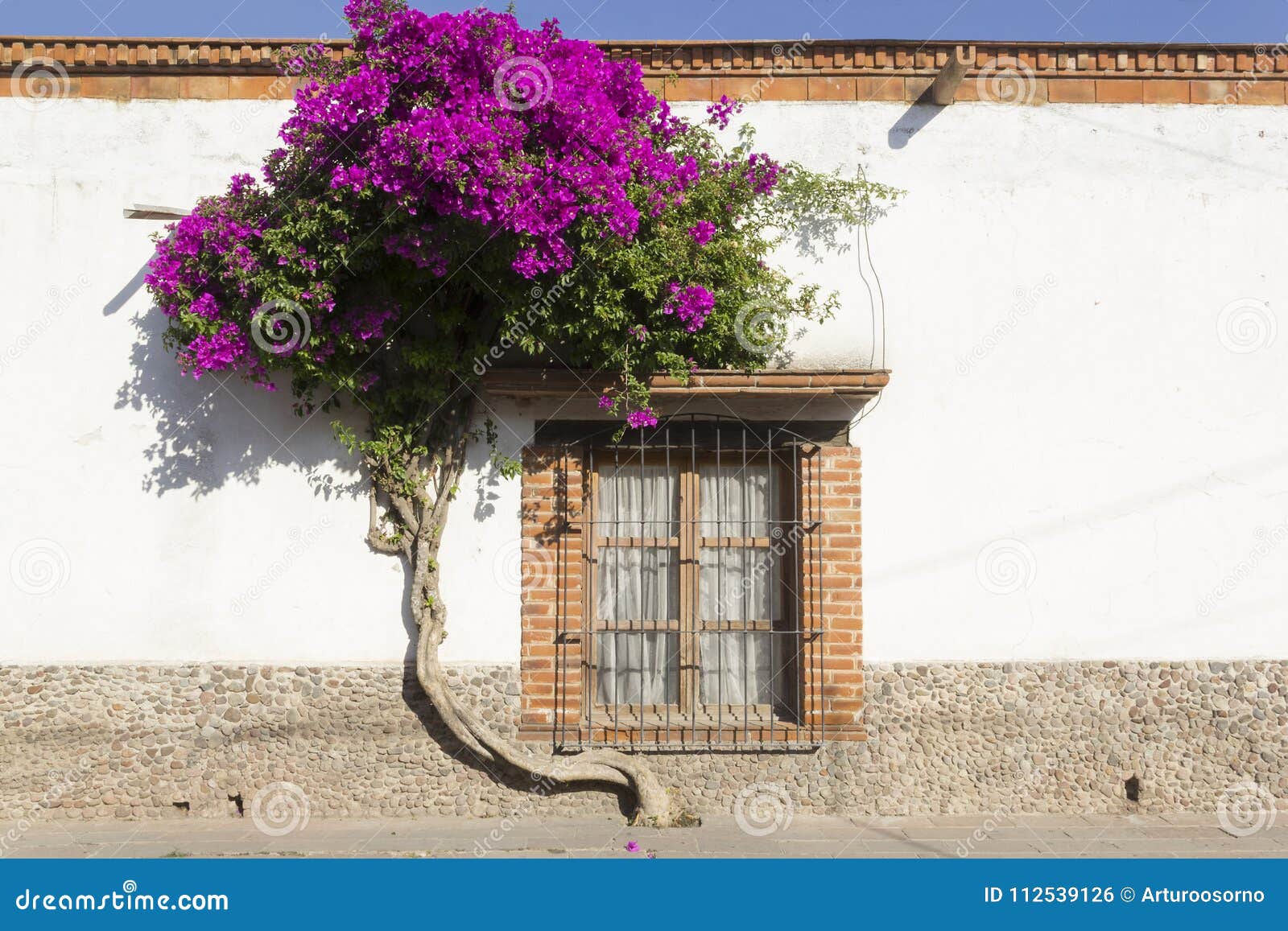 Bougainvillea and Windows in Tequisquiapan Stock Photo - Image of ...
