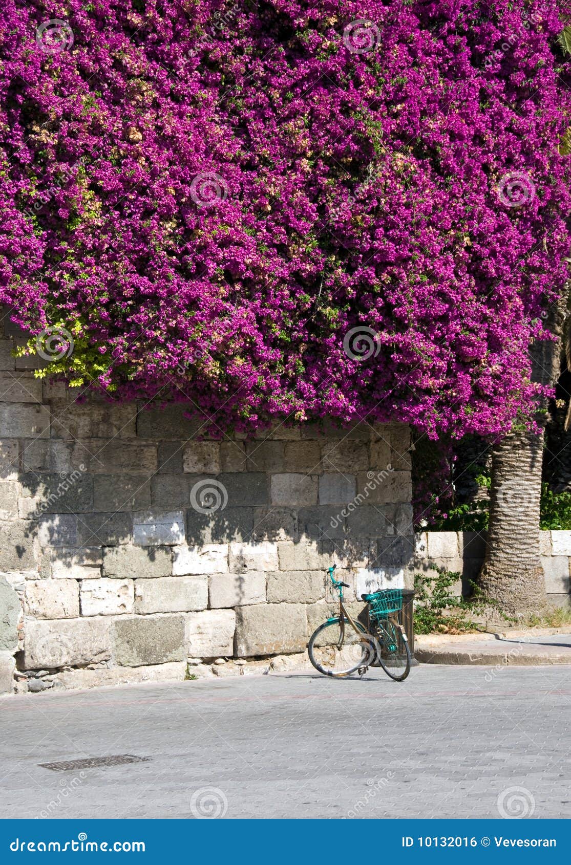 2,199 Bougainvilleas Poisonous Stock Photos Free & RoyaltyFree Stock Photos from Dreamstime
