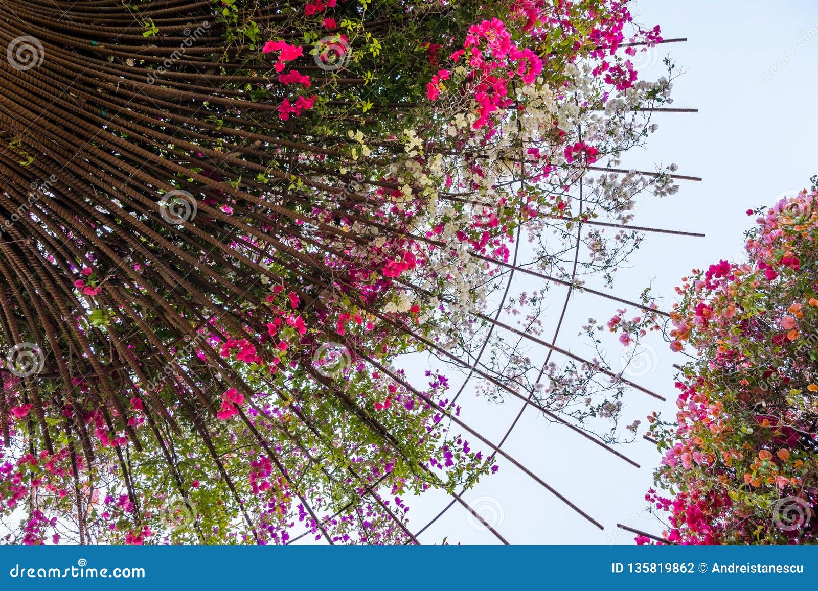 Bouganvillablumenwachsen Auf Metallstangen In Einem Garten