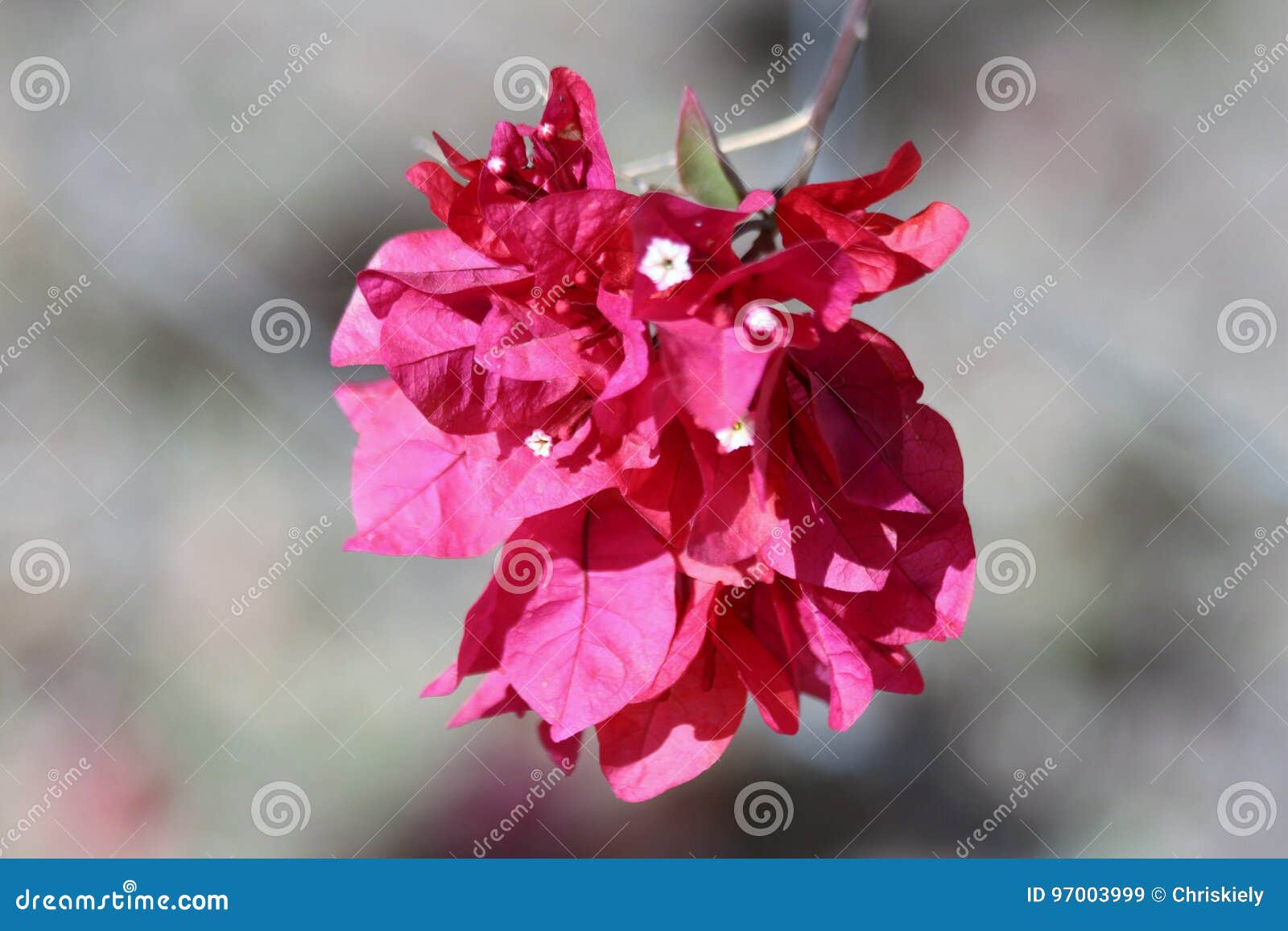 Bouganvillea Flower stock image. Image of grow, forth - 97003999