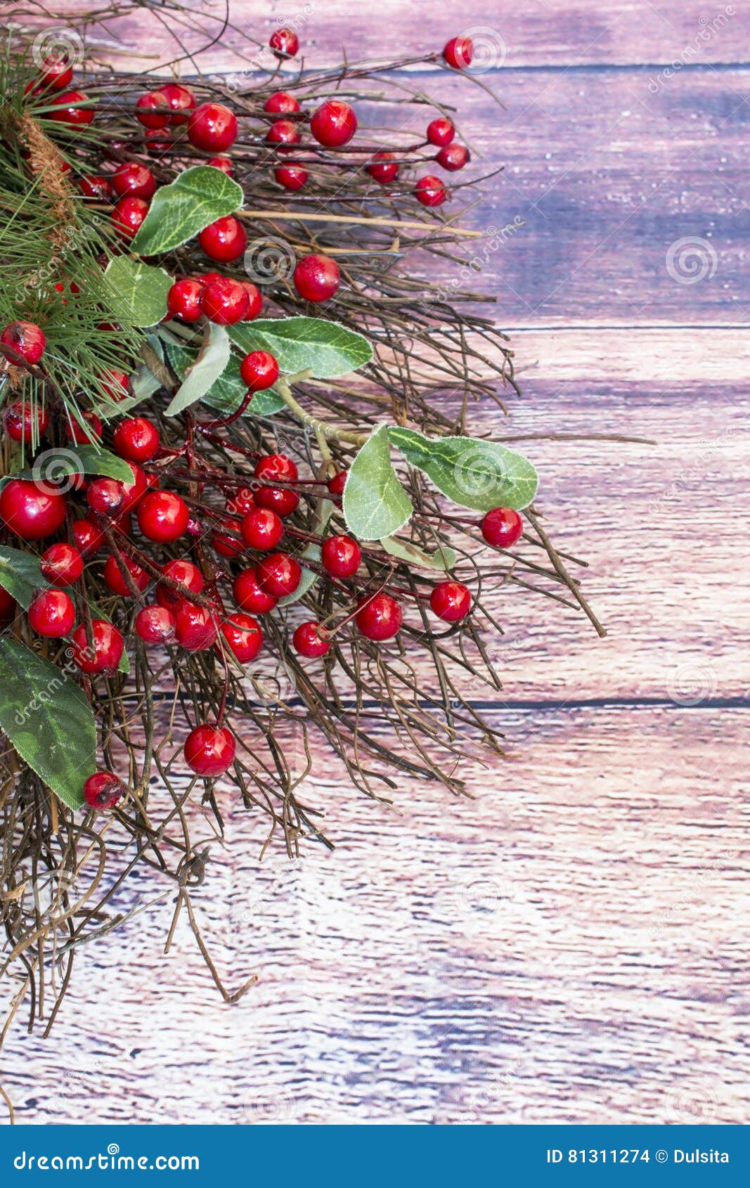 Boughs of holly stock photo. Image of adornment, berry - 81311274