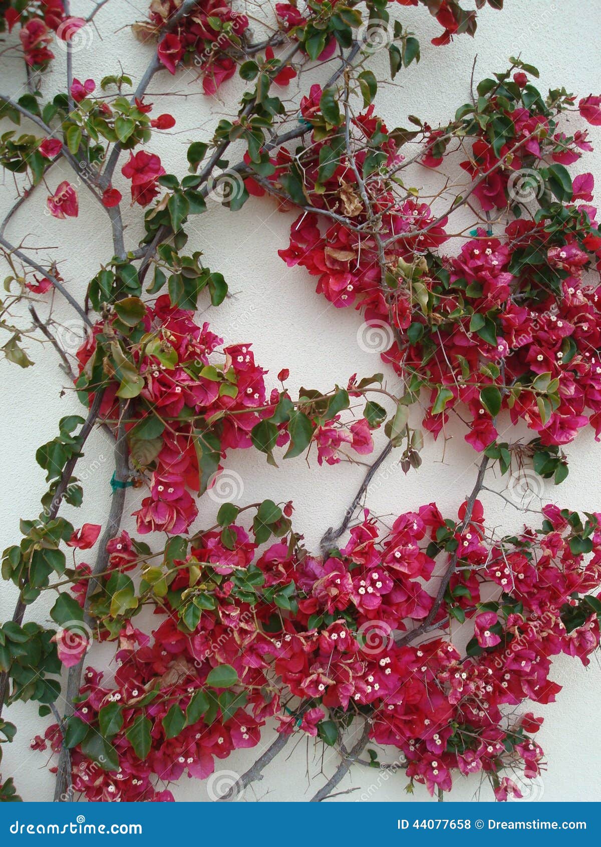 Bouginvillia stock photo. Image of trellis, vine, flower 44077658