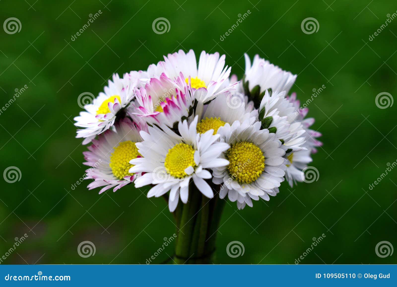 Bouket Von Blumen Bellis Stockfoto Bild Von Blumen
