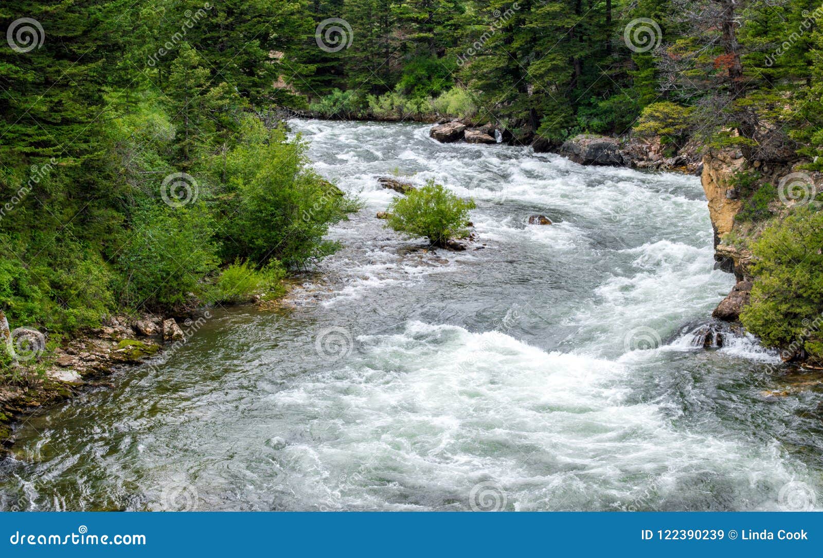 boulder river rushing through lush forest in montana