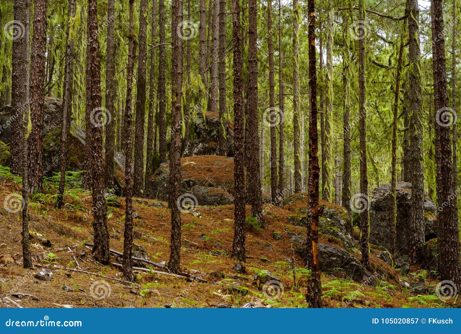 boulders in the forest of tamadaba, gran canaria, canary islands