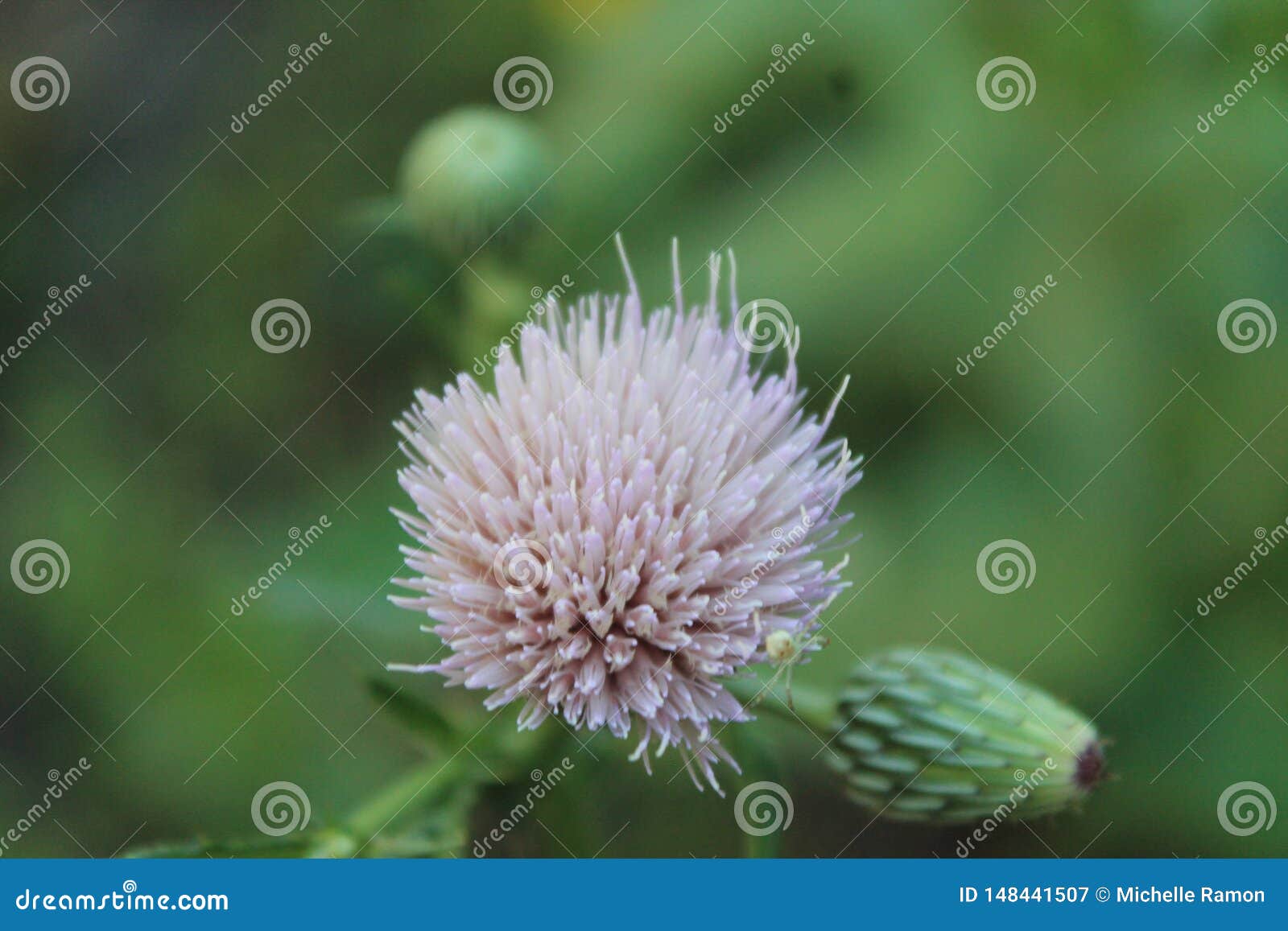 Boule de fleur sauvage image stock. Image du commencer - 148441507