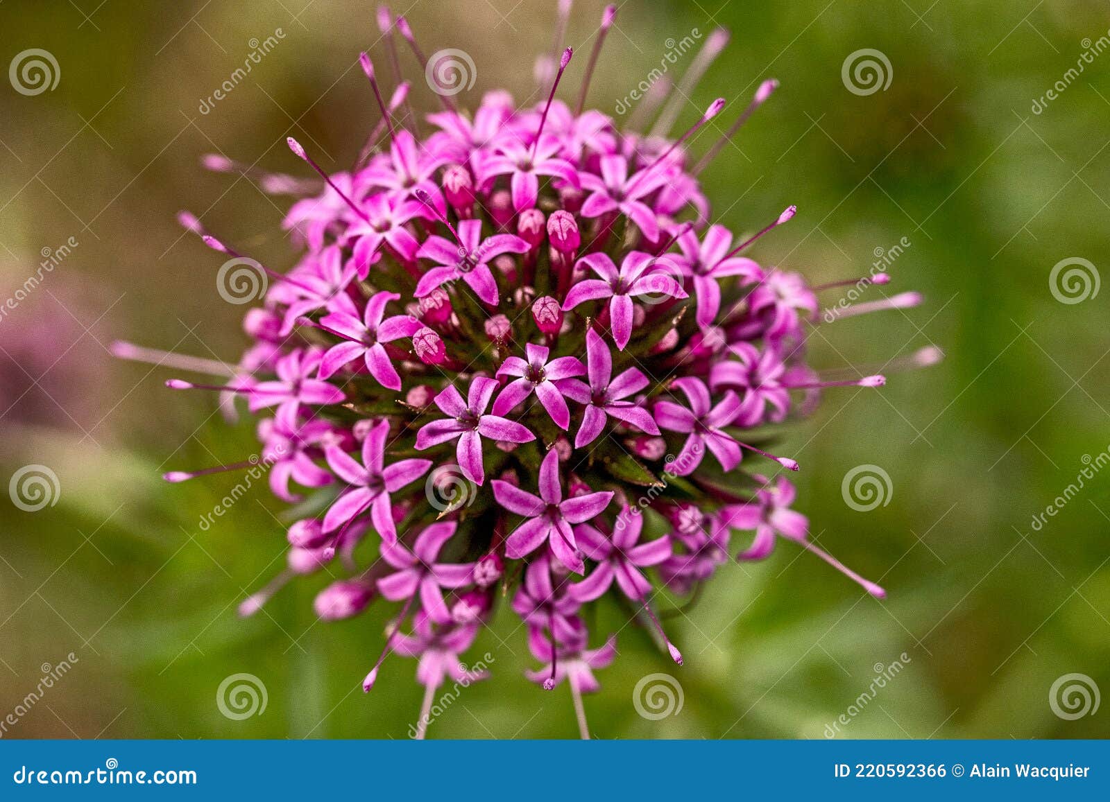 Boule De Fleurs Violettes Près Photo stock - Image du floral, été: 220592366