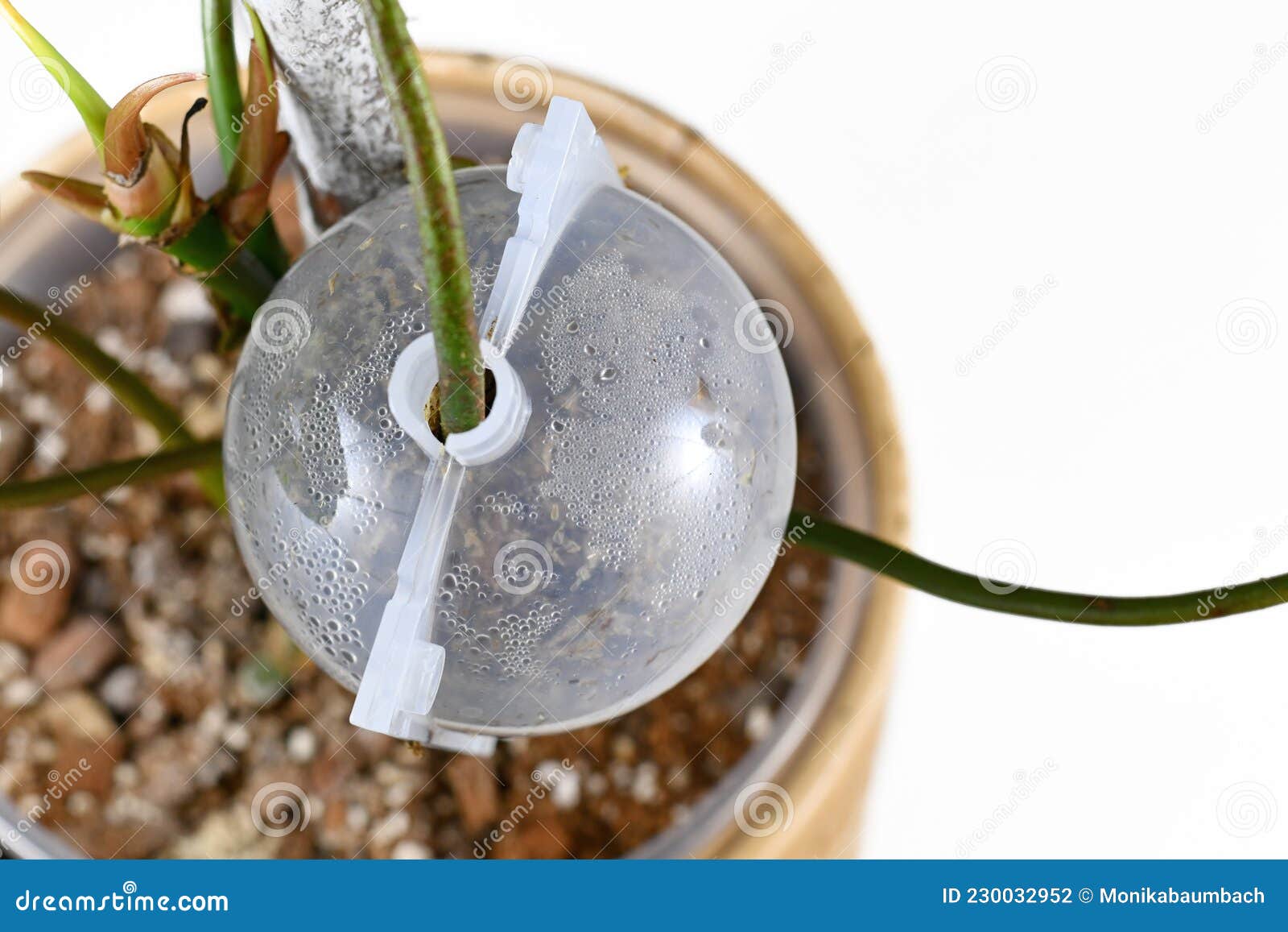 Boule De Propagation Remplie De Mousse De Sphaigne Pour La Couche