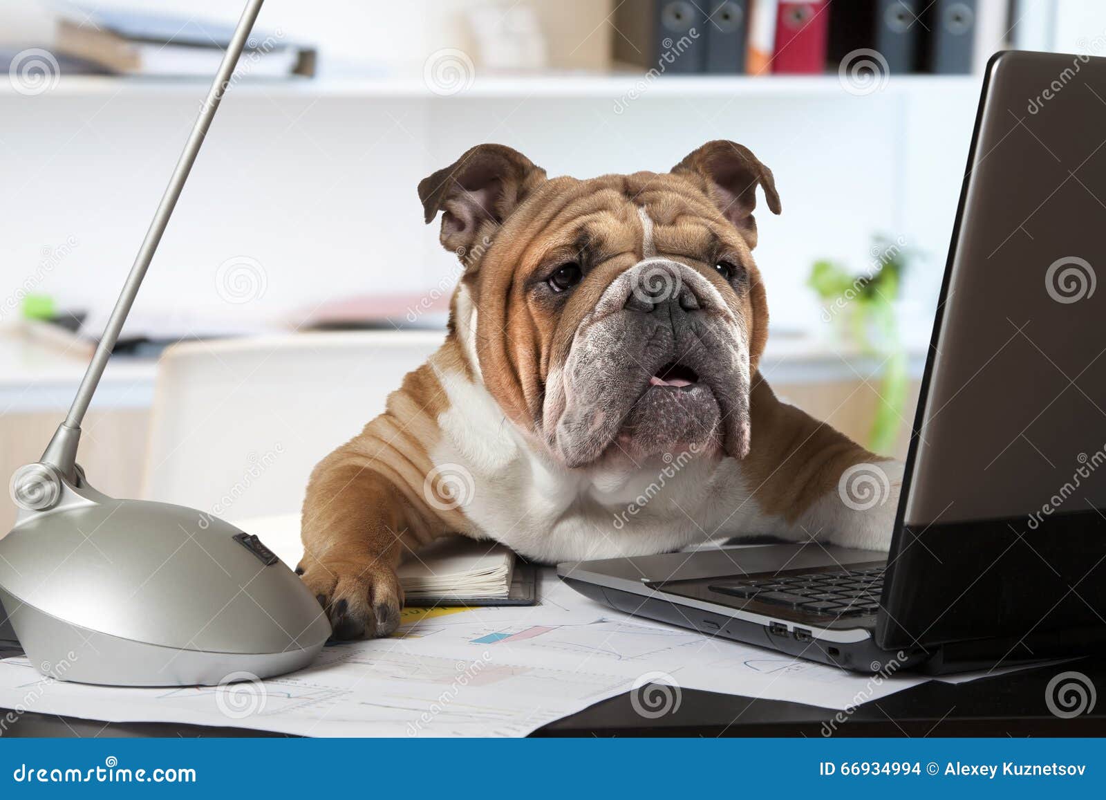 Bouledogue Anglais Dans Le Bureau Photo Stock Image Du Bouledogue Bureau 66934994