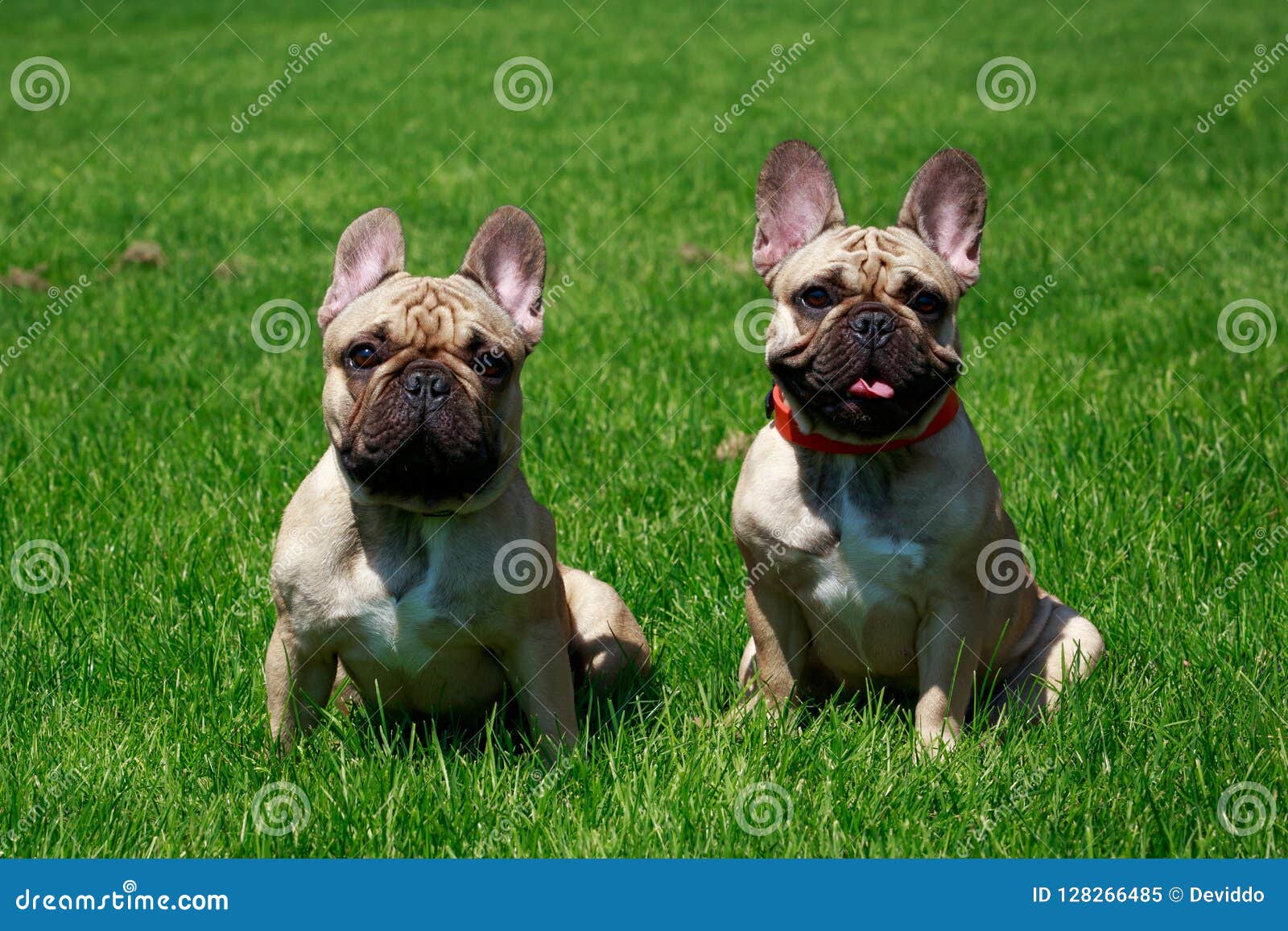 Bouledogue Français De Race De Chien Image Stock Image Du