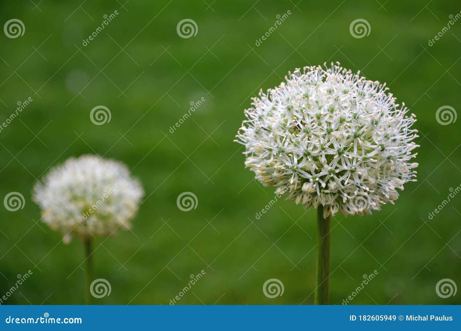 Boules Blanches Ornementales D'ail Sur Des Tiges En Gros Plan Parterre  Image stock - Image du parterre, blanc: 182605949