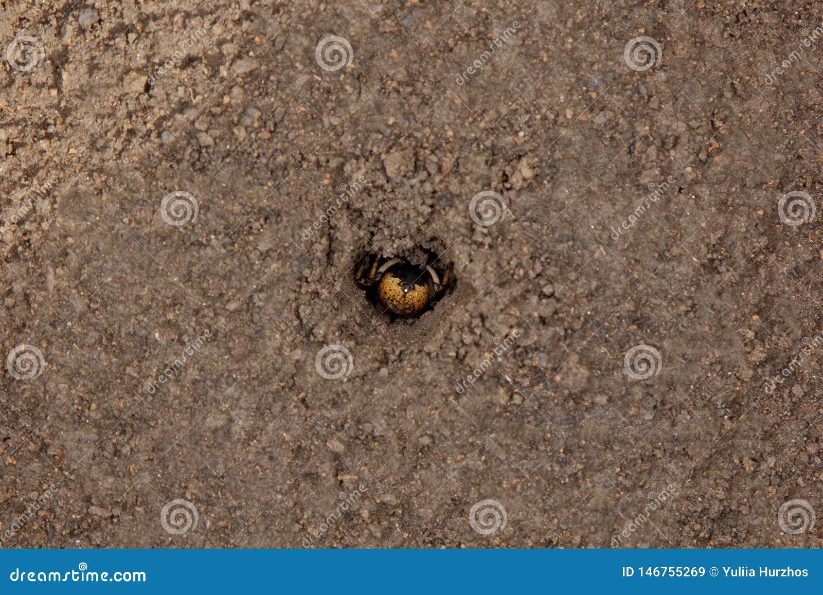 Bouncing Spider Tarantula Digs a Hole in the Ground. Wolf Spider Nest