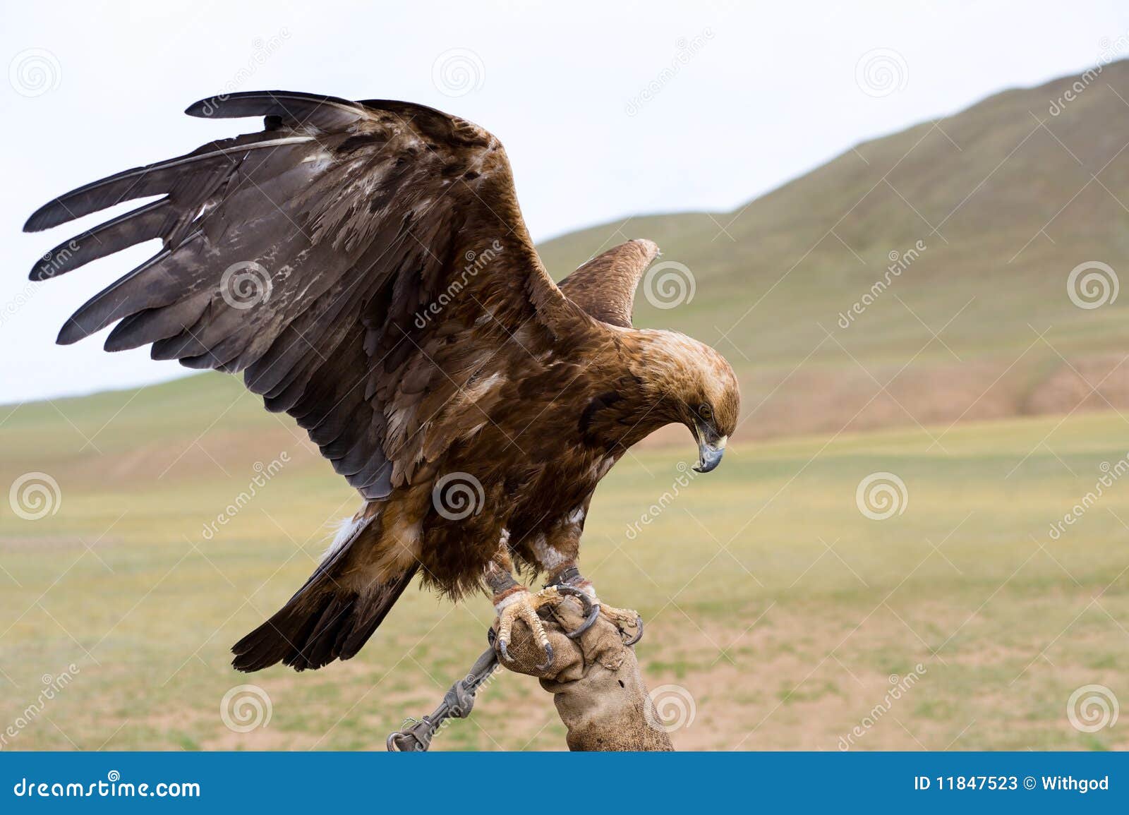 Bound Golden Eagle Stock Photos Image 11847523