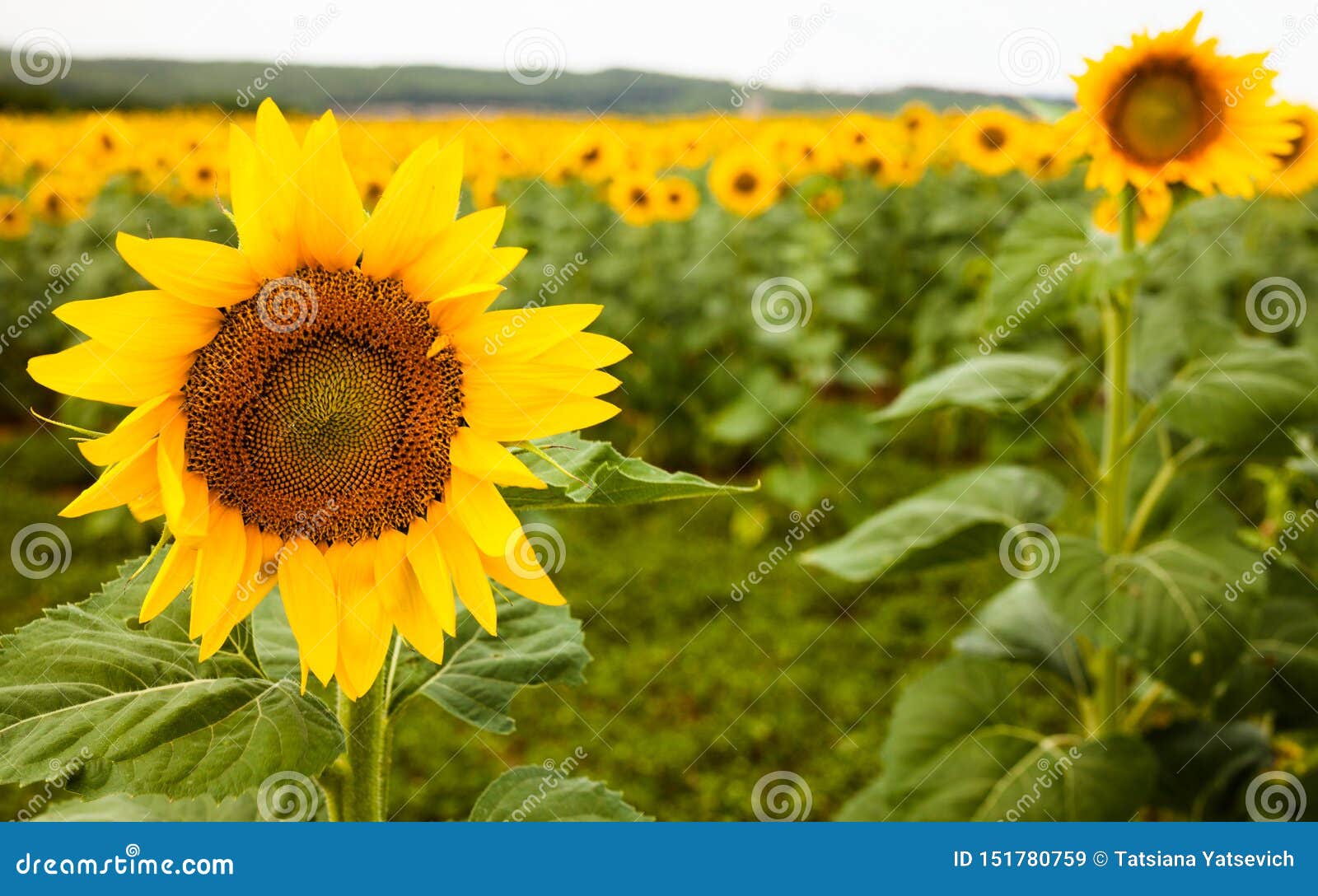 Fields of Bright Flowering Sunflowers Stock Image Image of organic