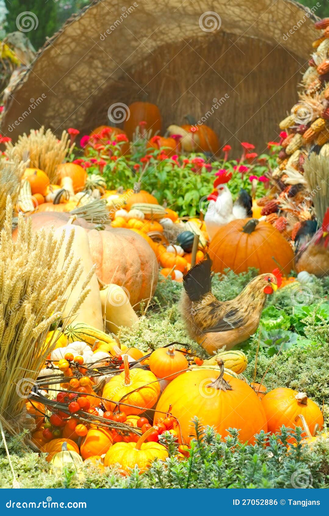 A Bountiful Autumn Harvest stock photo. Image of corn 27052886