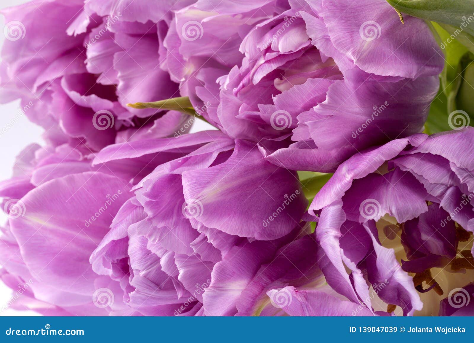 Bouqet of Pink Tulip Flowers, Close Up Stock Image - Image of gift ...
