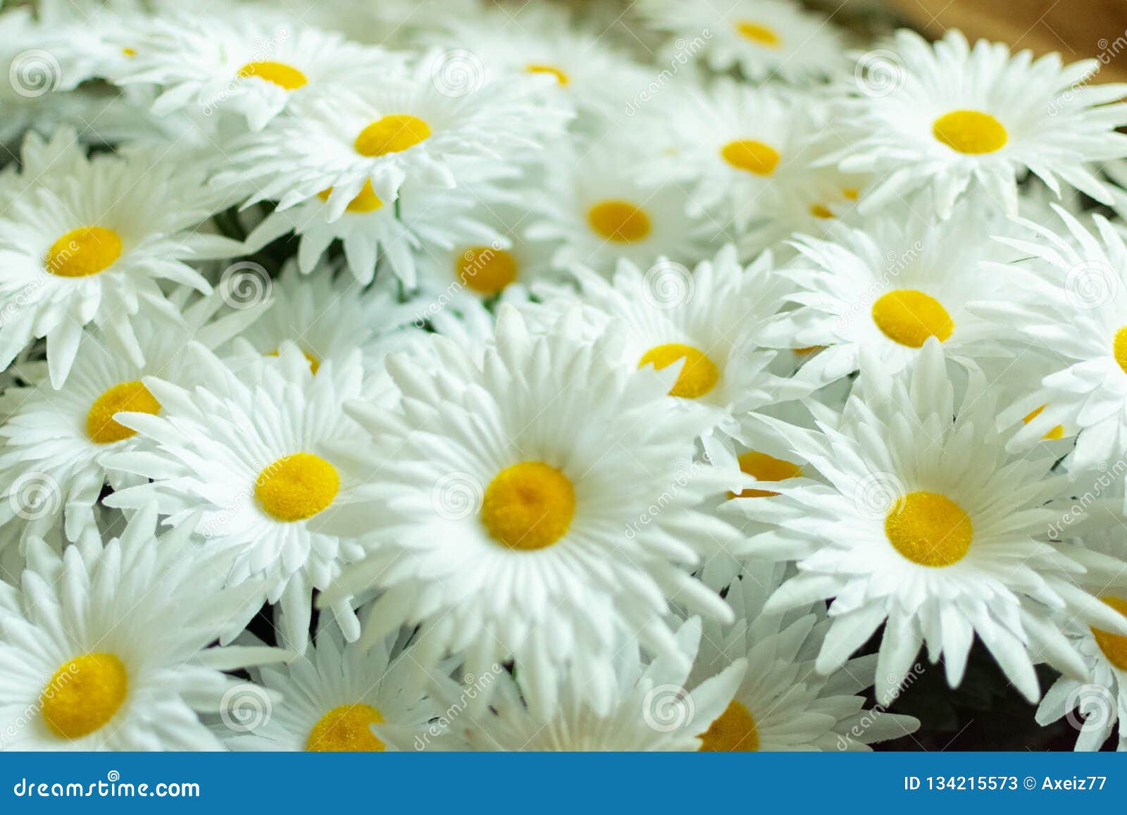 Bouquet of Artificial Daisies with White Petals Stock Image Image of